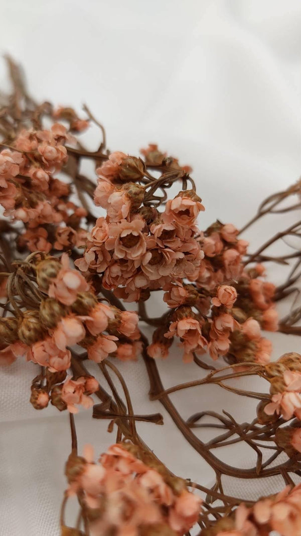 Ixodia Blümchen | Apricot (1 Bund) - www.Flower-Passion.com