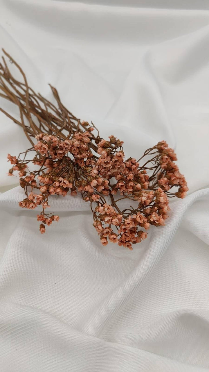 Ixodia Blümchen | Apricot (1 Bund) - www.Flower-Passion.com