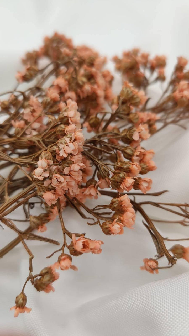 Ixodia Blümchen | Apricot (1 Bund) - www.Flower-Passion.com