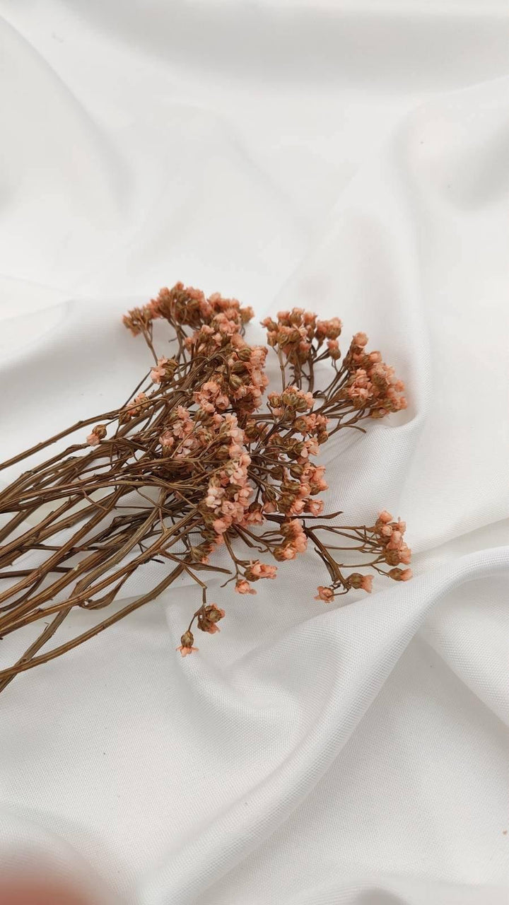 Ixodia Blümchen | Apricot (1 Bund) - www.Flower-Passion.com