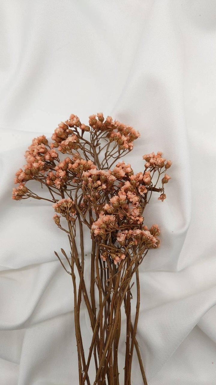 Ixodia Blümchen | Apricot (1 Bund) - www.Flower-Passion.com