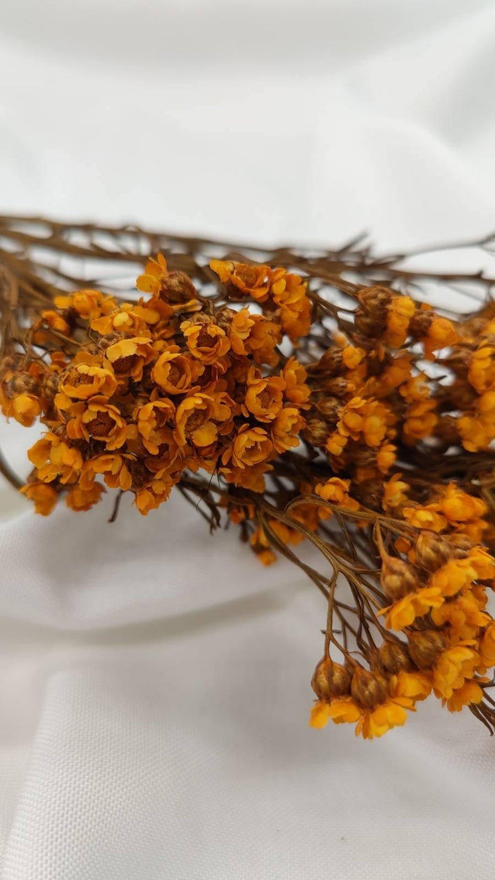 Ixodia Blümchen | Orange (1 Bund) - www.Flower-Passion.com