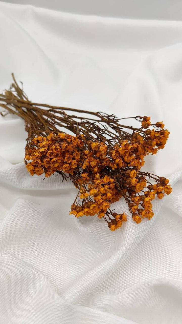 Ixodia Blümchen | Orange (1 Bund) - www.Flower-Passion.com