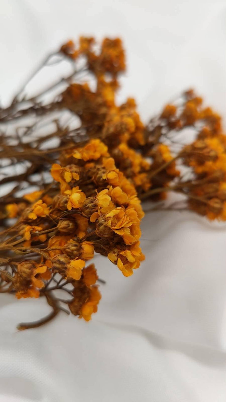 Ixodia Blümchen | Orange (1 Bund) - www.Flower-Passion.com