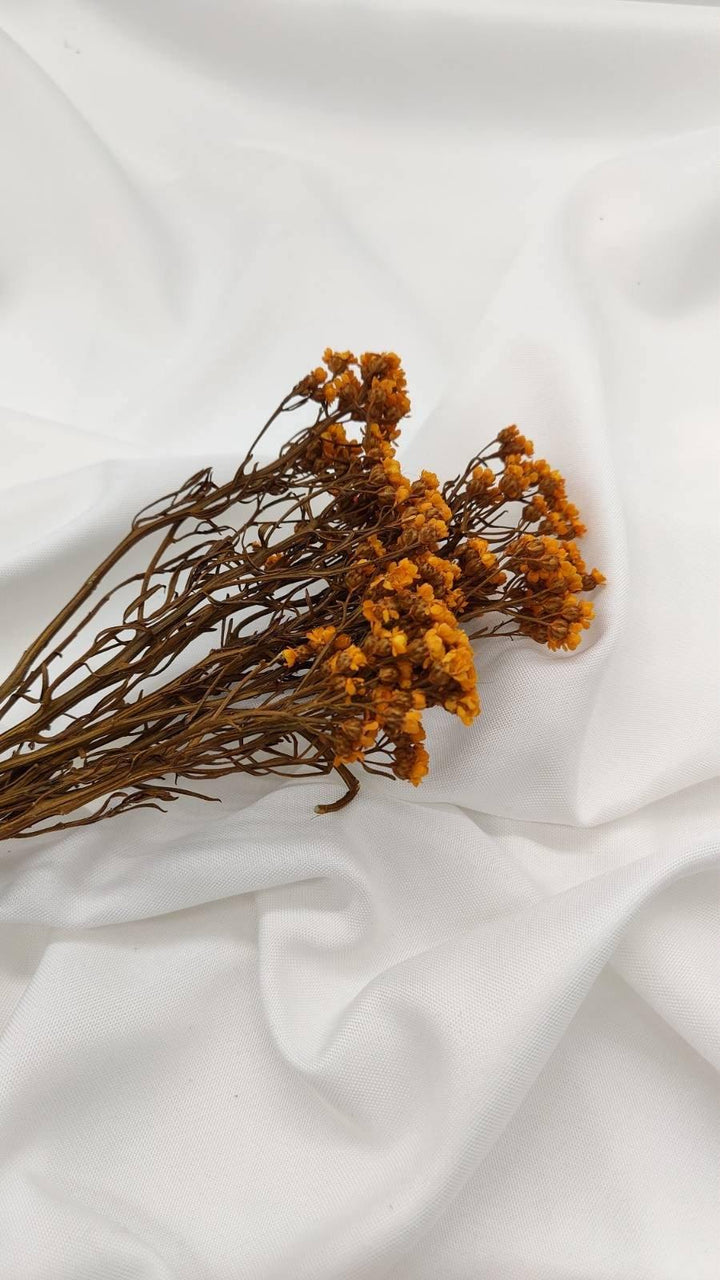 Ixodia Blümchen | Orange (1 Bund) - www.Flower-Passion.com