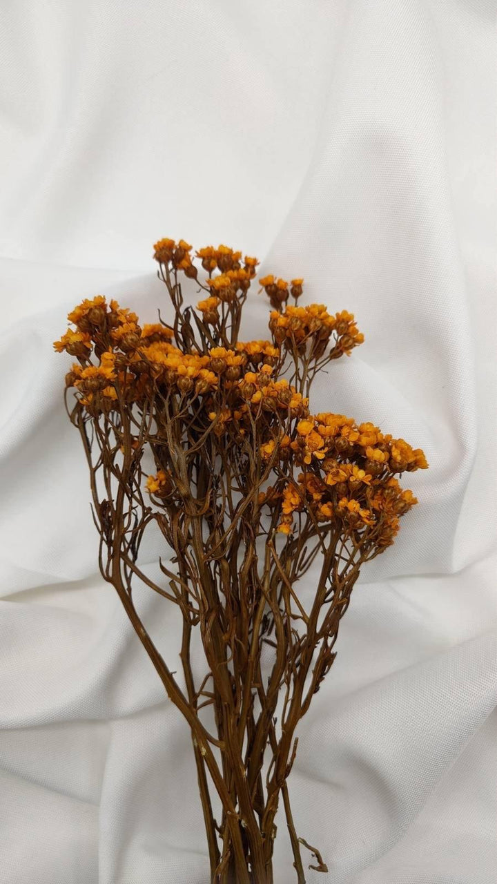 Ixodia Blümchen | Orange (1 Bund) - www.Flower-Passion.com