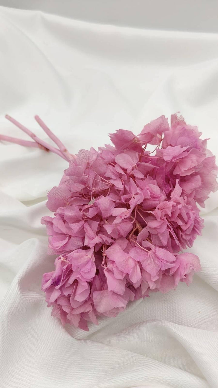 Hortensie Trockenblumen | rosa (1 Bund) - www.Flower-Passion.com