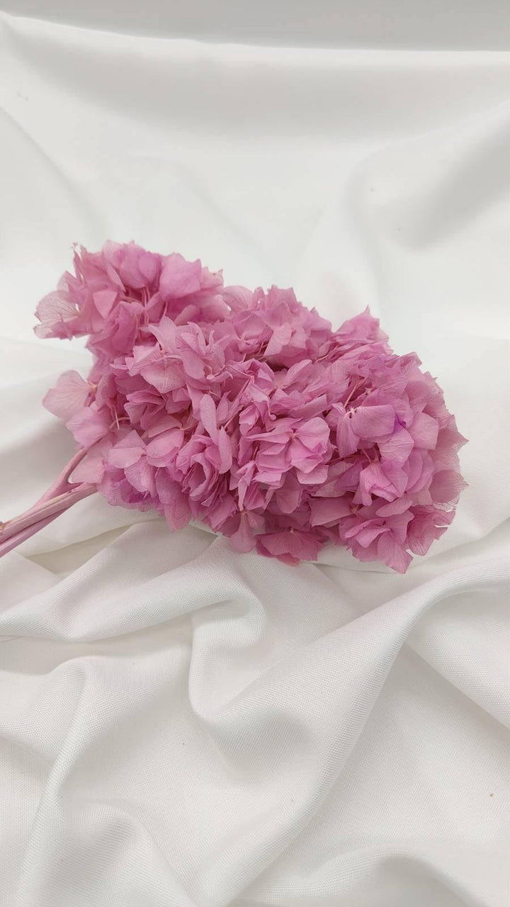 Hortensie Trockenblumen | rosa (1 Bund) - www.Flower-Passion.com