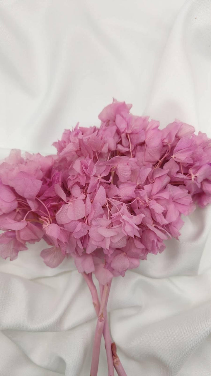 Hortensie Trockenblumen | rosa (1 Bund) - www.Flower-Passion.com