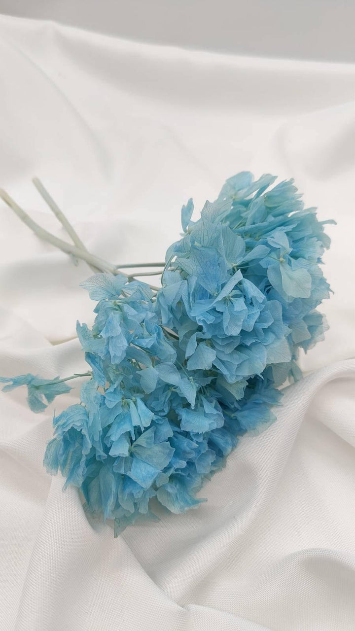Hortensie Trockenblumen | hell blau (1 Bund) - www.Flower-Passion.com