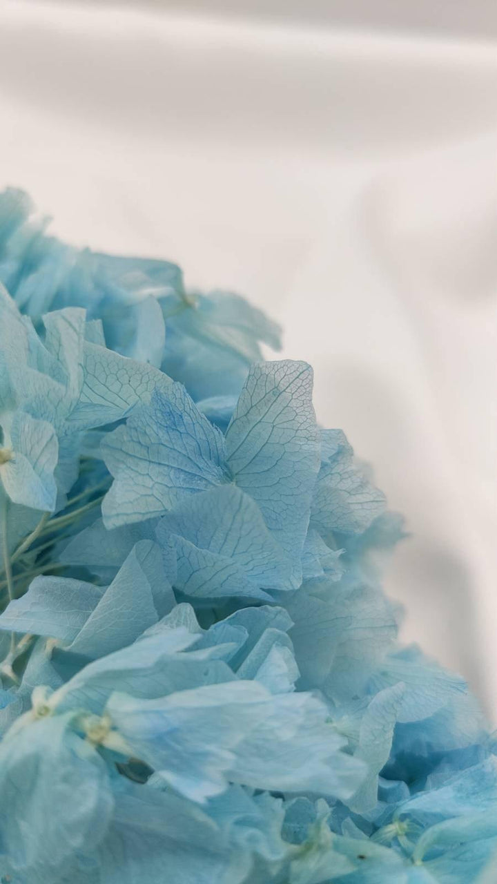 Hortensie Trockenblumen | hell blau (1 Bund) - www.Flower-Passion.com