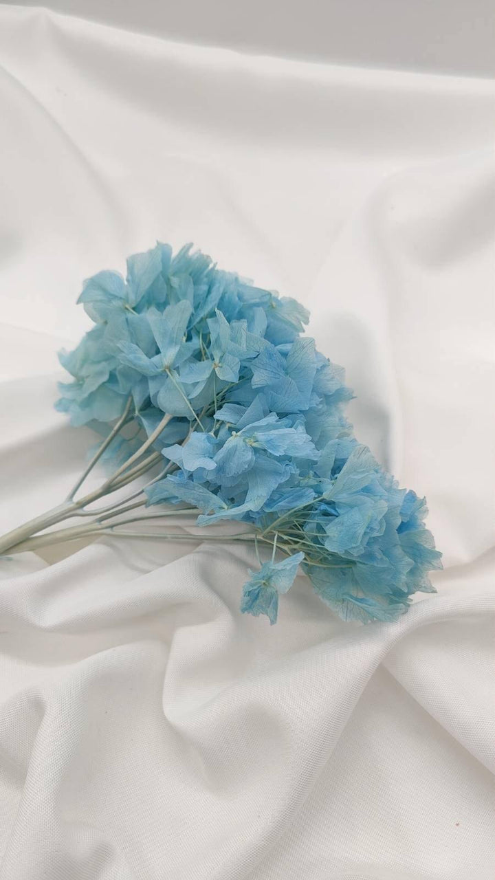Hortensie Trockenblumen | hell blau (1 Bund) - www.Flower-Passion.com