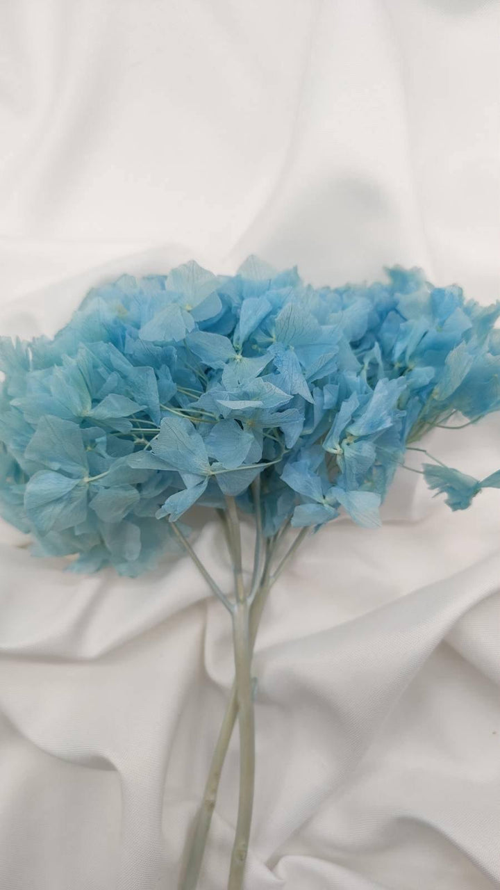 Hortensie Trockenblumen | hell blau (1 Bund) - www.Flower-Passion.com