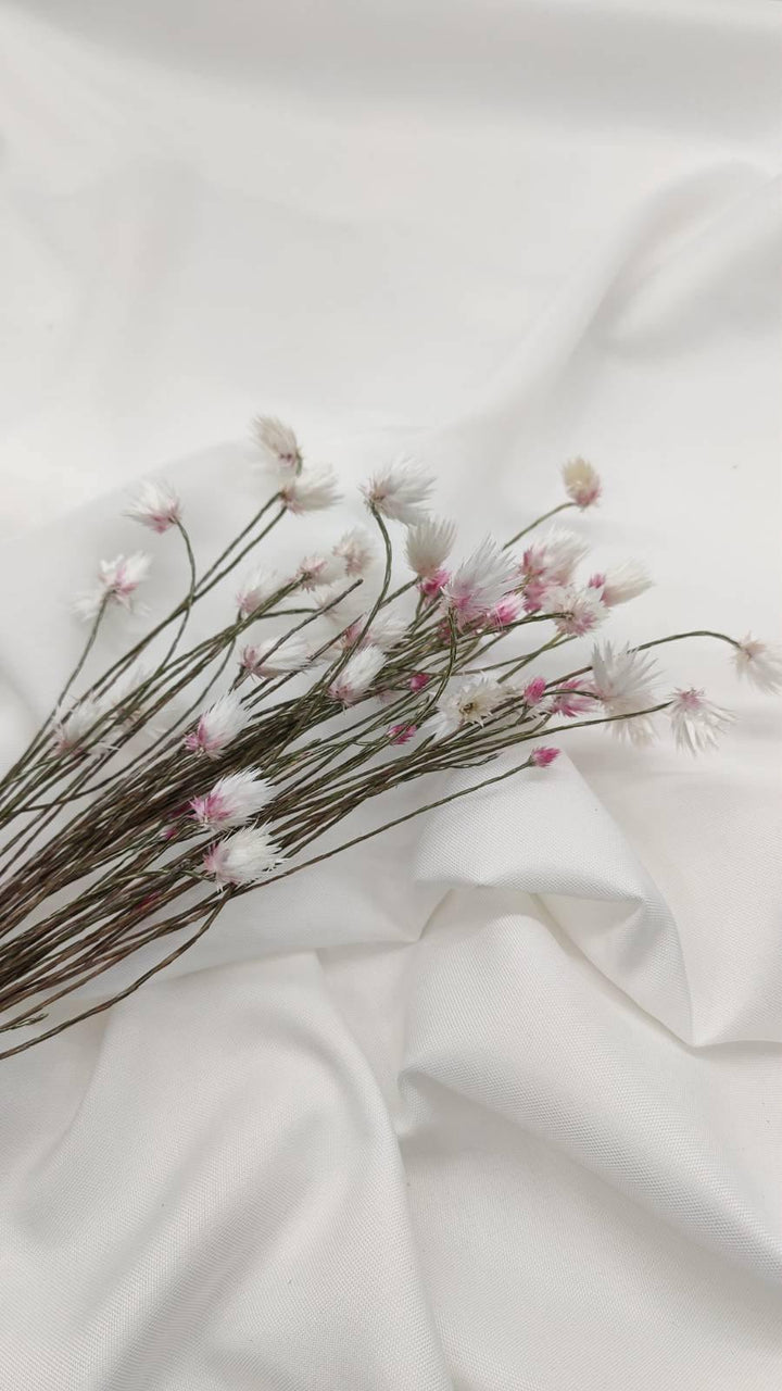 Helichrysum | Weiß-Rosa (1 Bund) - www.Flower-Passion.com