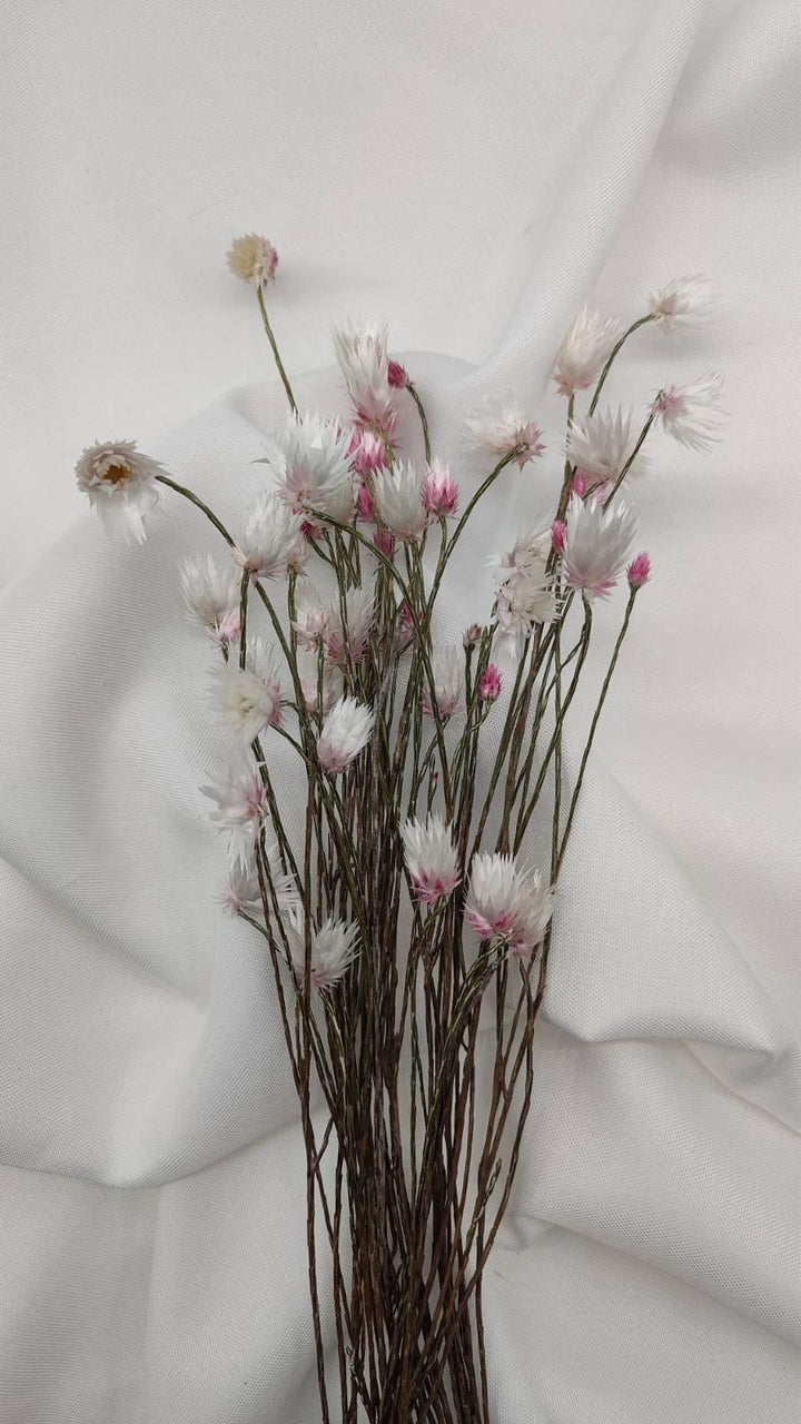 Helichrysum | Weiß-Rosa (1 Bund) - www.Flower-Passion.com