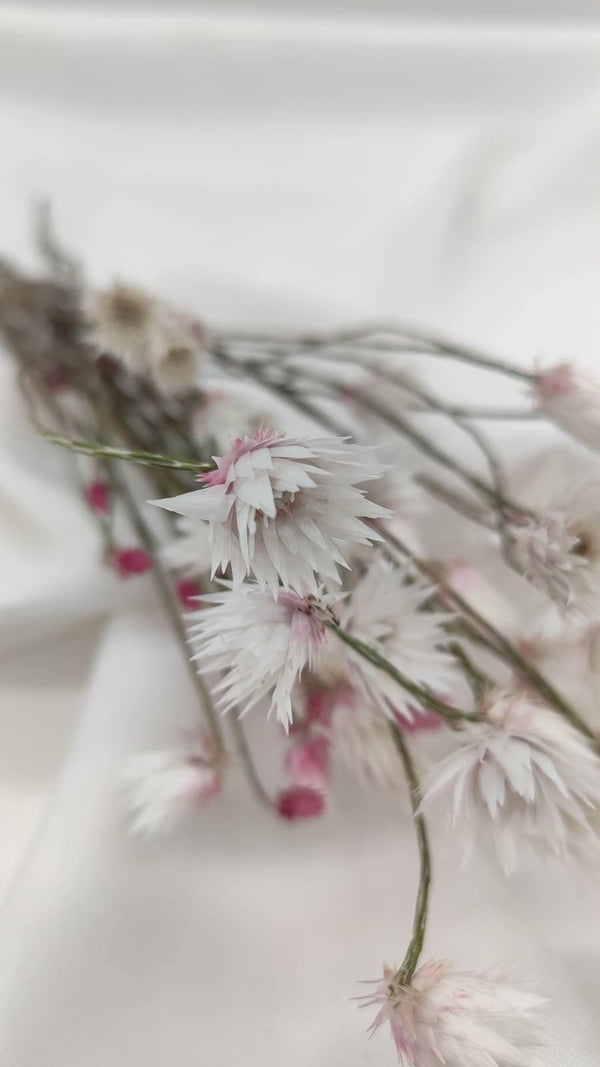Helichrysum | Weiß-Rosa (1 Bund) - www.Flower-Passion.com