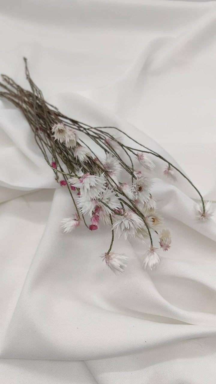 Helichrysum | Weiß-Rosa (1 Bund) - www.Flower-Passion.com