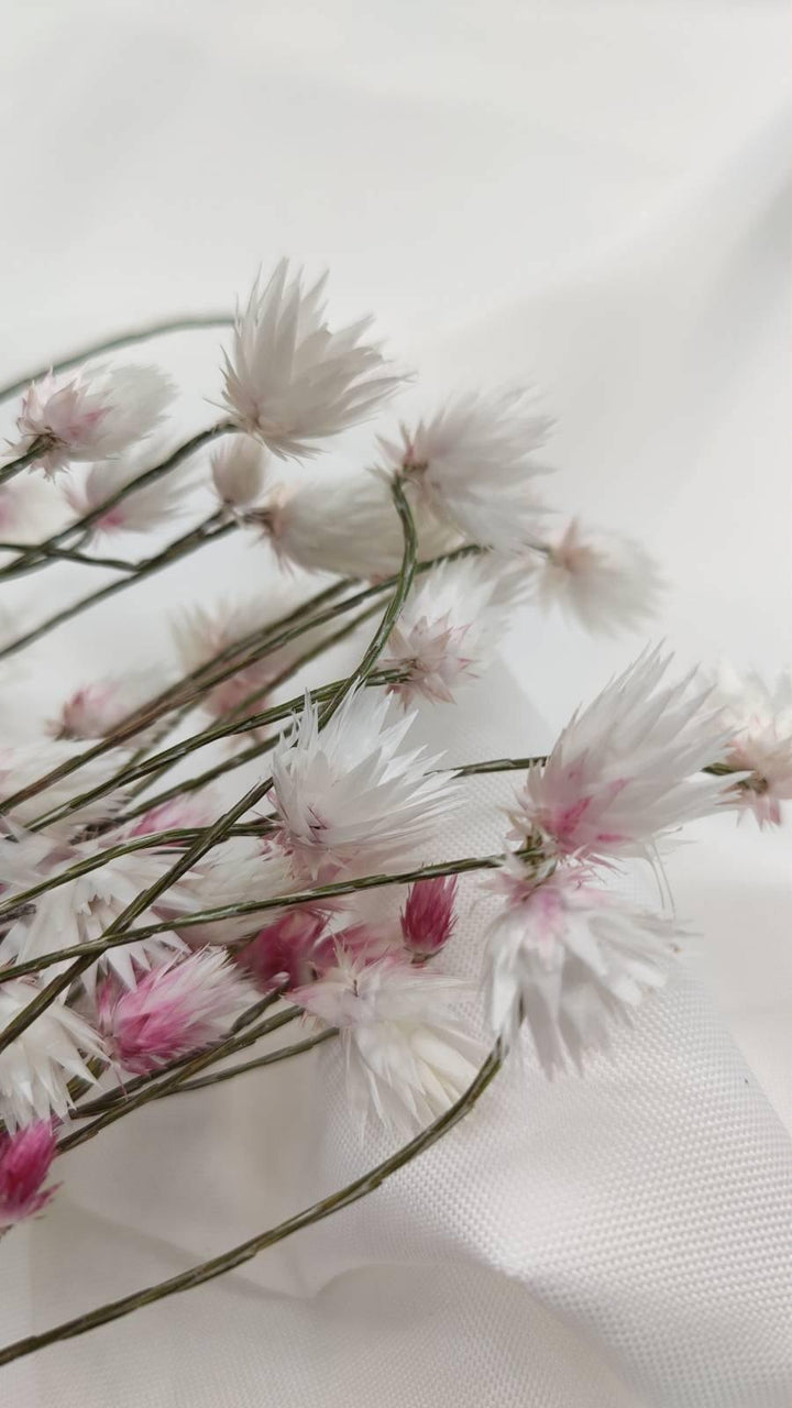 Helichrysum | Weiß-Rosa (1 Bund) - www.Flower-Passion.com