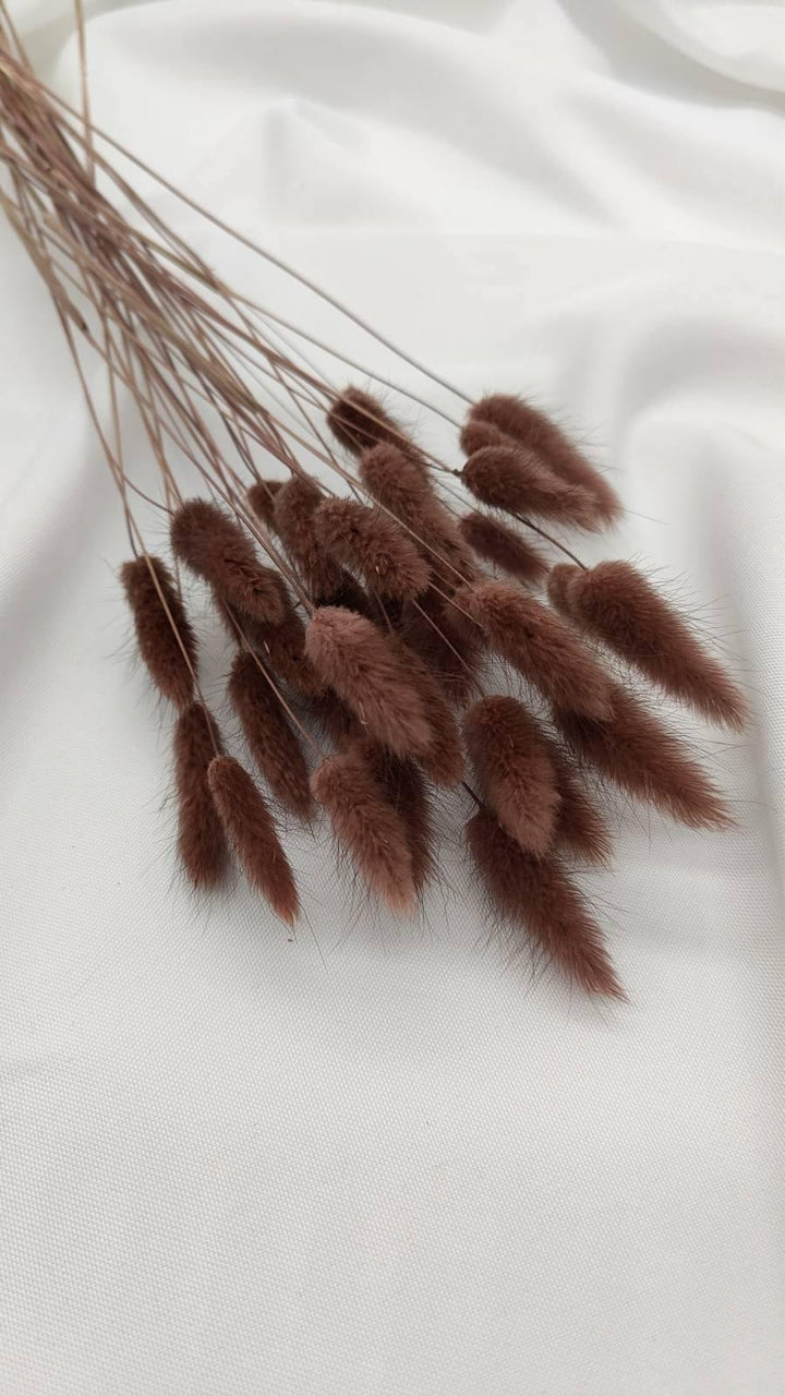 Lagurus Trockenblumen Extra Lang | Braun (1 Bund) - www.Flower-Passion.com