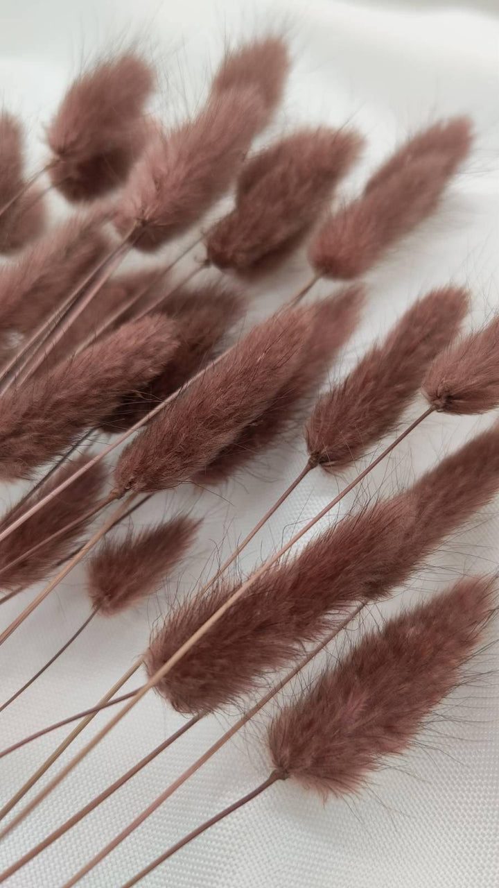 Lagurus Trockenblumen Extra Lang | Braun (1 Bund) - www.Flower-Passion.com