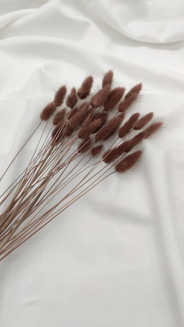 Lagurus Trockenblumen Extra Lang | Braun (1 Bund) - www.Flower-Passion.com