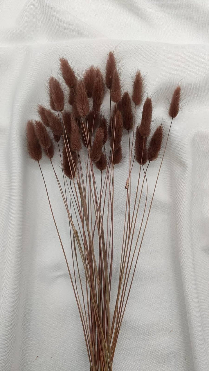Lagurus Trockenblumen Extra Lang | Braun (1 Bund) - www.Flower-Passion.com