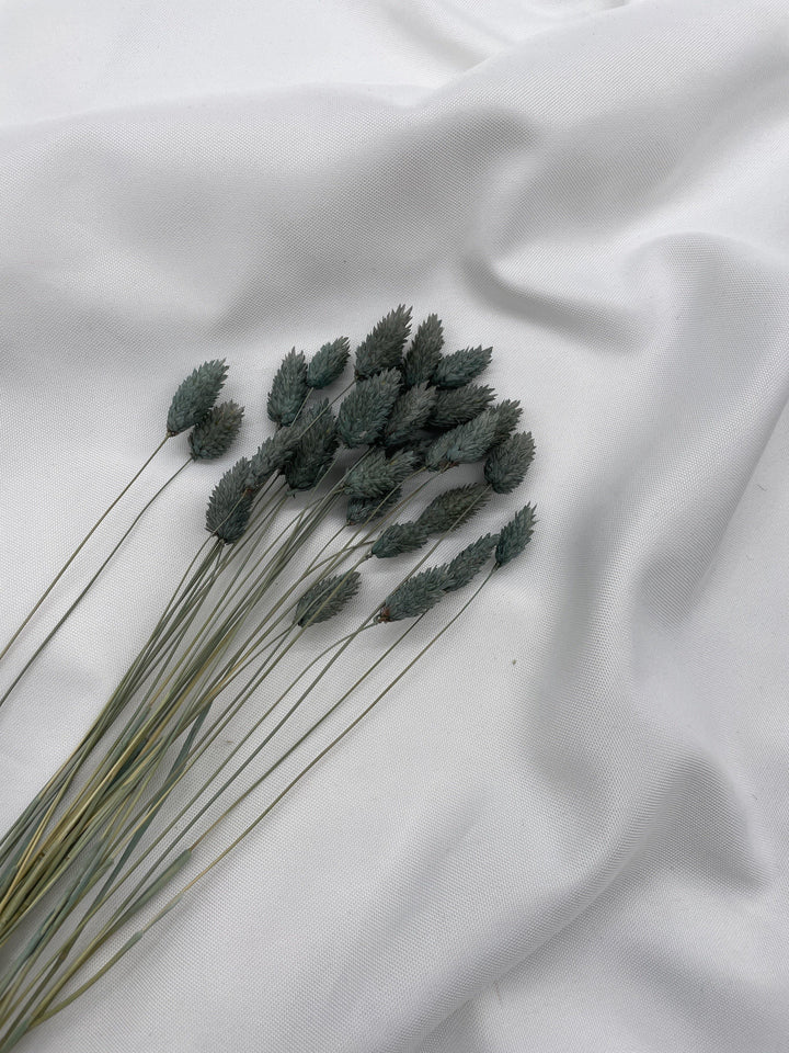 Phalaris Trockenblumen Extra Lang | Petrol Grau (1 Bund) - www.Flower-Passion.com