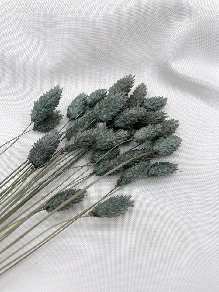 Phalaris Trockenblumen Extra Lang | Petrol Grau (1 Bund) - www.Flower-Passion.com