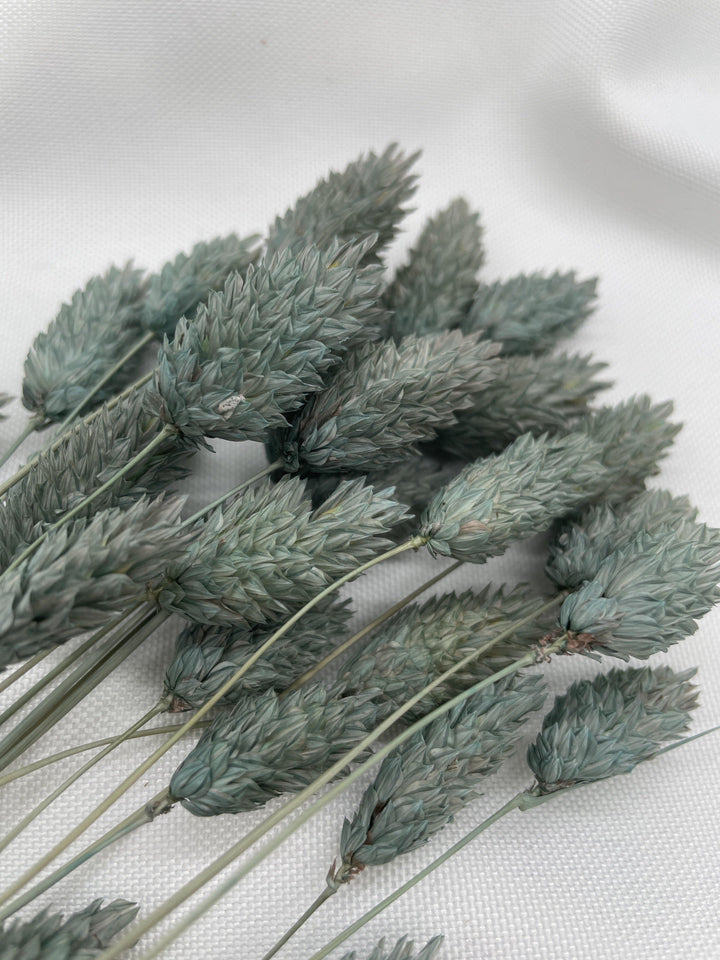Phalaris Trockenblumen Extra Lang | Petrol Grau (1 Bund) - www.Flower-Passion.com