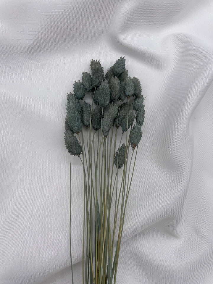 Phalaris Trockenblumen Extra Lang | Petrol Grau (1 Bund) - www.Flower-Passion.com