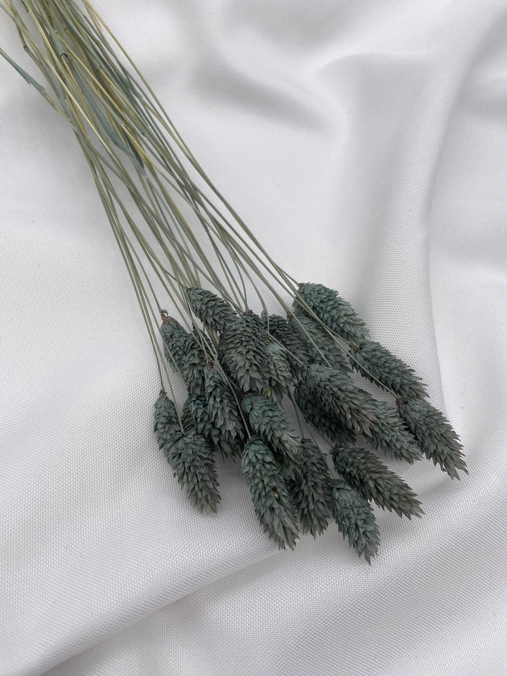 Phalaris Trockenblumen Extra Lang | Petrol Grau (1 Bund) - www.Flower-Passion.com