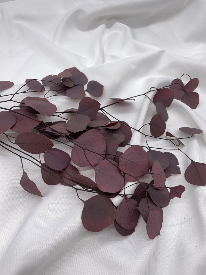 Eukalyptus Populus | Bordeaux (1 Bund) - www.Flower-Passion.com