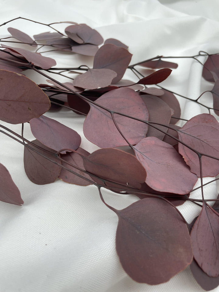 Eukalyptus Populus | Bordeaux (1 Bund) - www.Flower-Passion.com