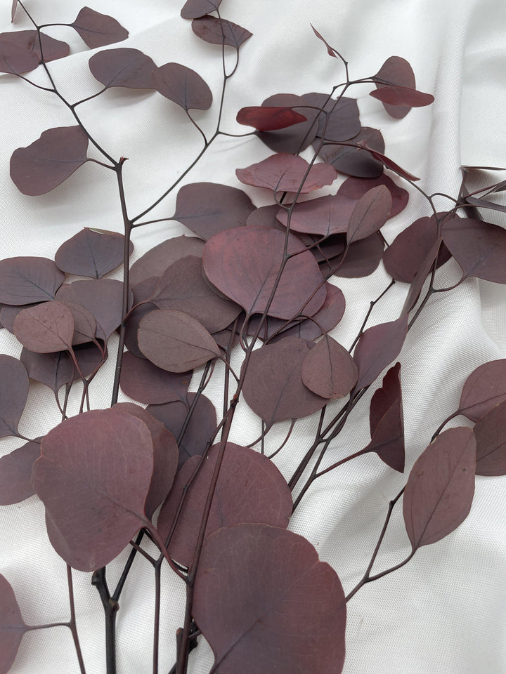 Eukalyptus Populus | Bordeaux (1 Bund) - www.Flower-Passion.com