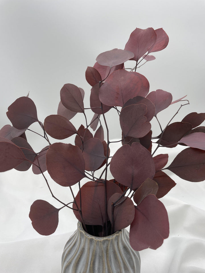Eukalyptus Populus | Bordeaux (1 Bund) - www.Flower-Passion.com