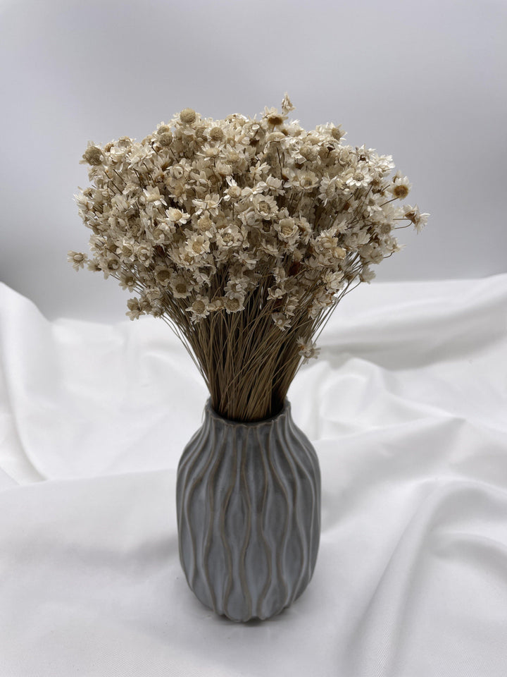 Glixia Blümchen | Natur (1 Bund) - www.Flower-Passion.com