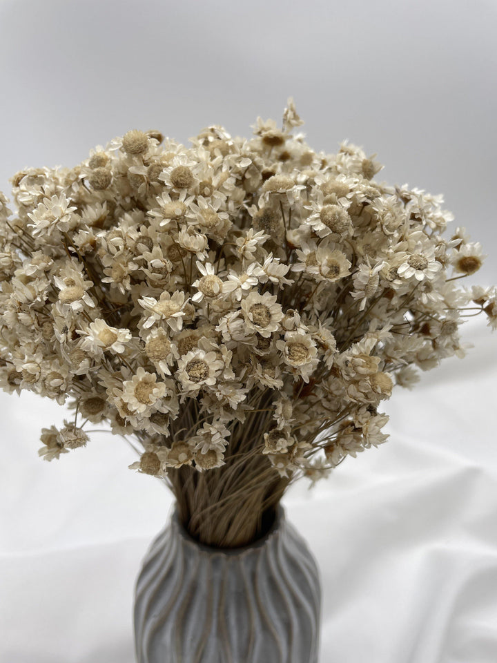 Glixia Blümchen | Natur (1 Bund) - www.Flower-Passion.com