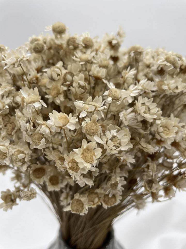 Glixia Blümchen | Natur (1 Bund) - www.Flower-Passion.com