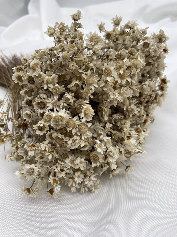 Glixia Blümchen | Natur (1 Bund) - www.Flower-Passion.com