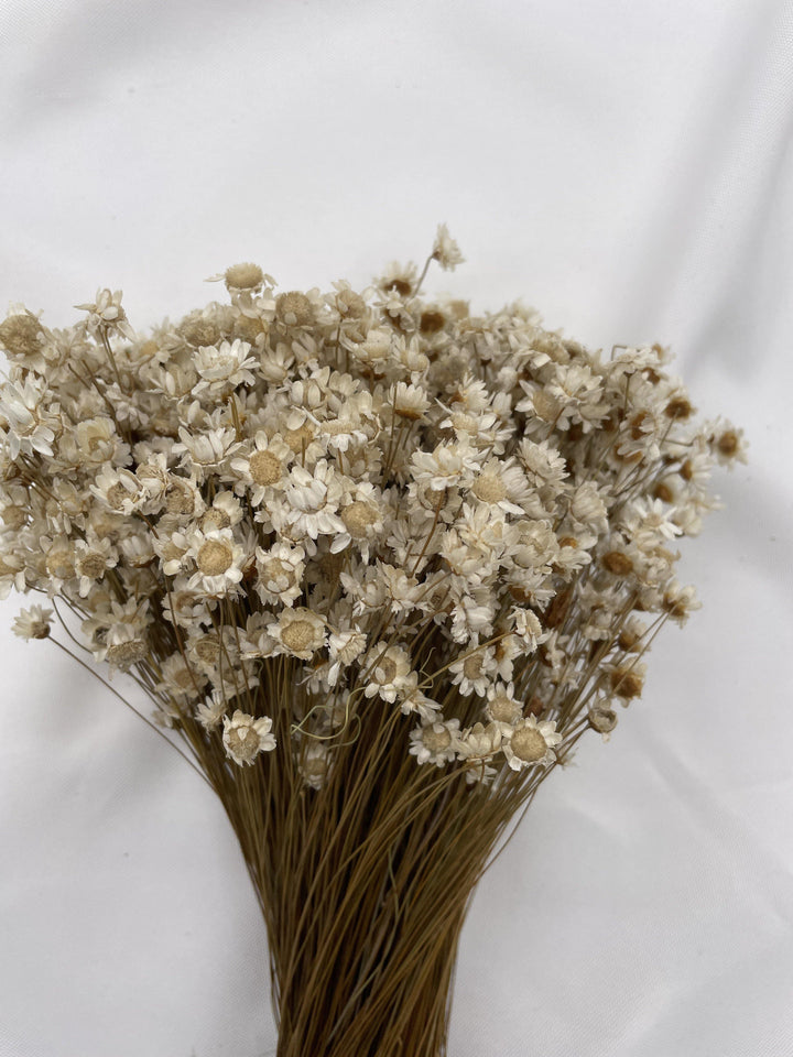 Glixia Blümchen | Natur (1 Bund) - www.Flower-Passion.com