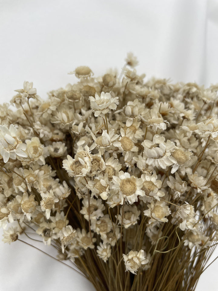 Glixia Blümchen | Natur (1 Bund) - www.Flower-Passion.com