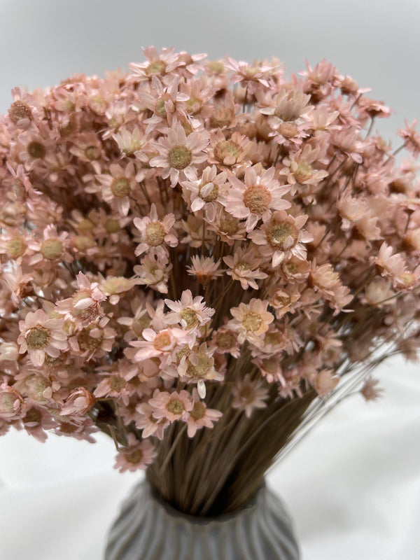 Glixia Blümchen | Rosa (1 Bund) - www.Flower-Passion.com