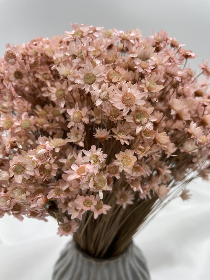 Glixia Blümchen | Rosa (1 Bund) - www.Flower-Passion.com