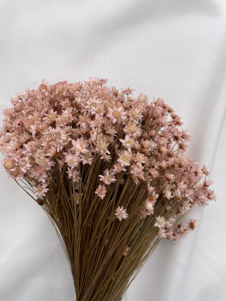 Glixia Blümchen | Rosa (1 Bund) - www.Flower-Passion.com