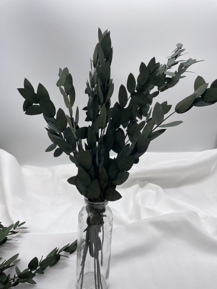 Eukalyptus Parvifolia | Grün (1 Bund) - www.Flower-Passion.com