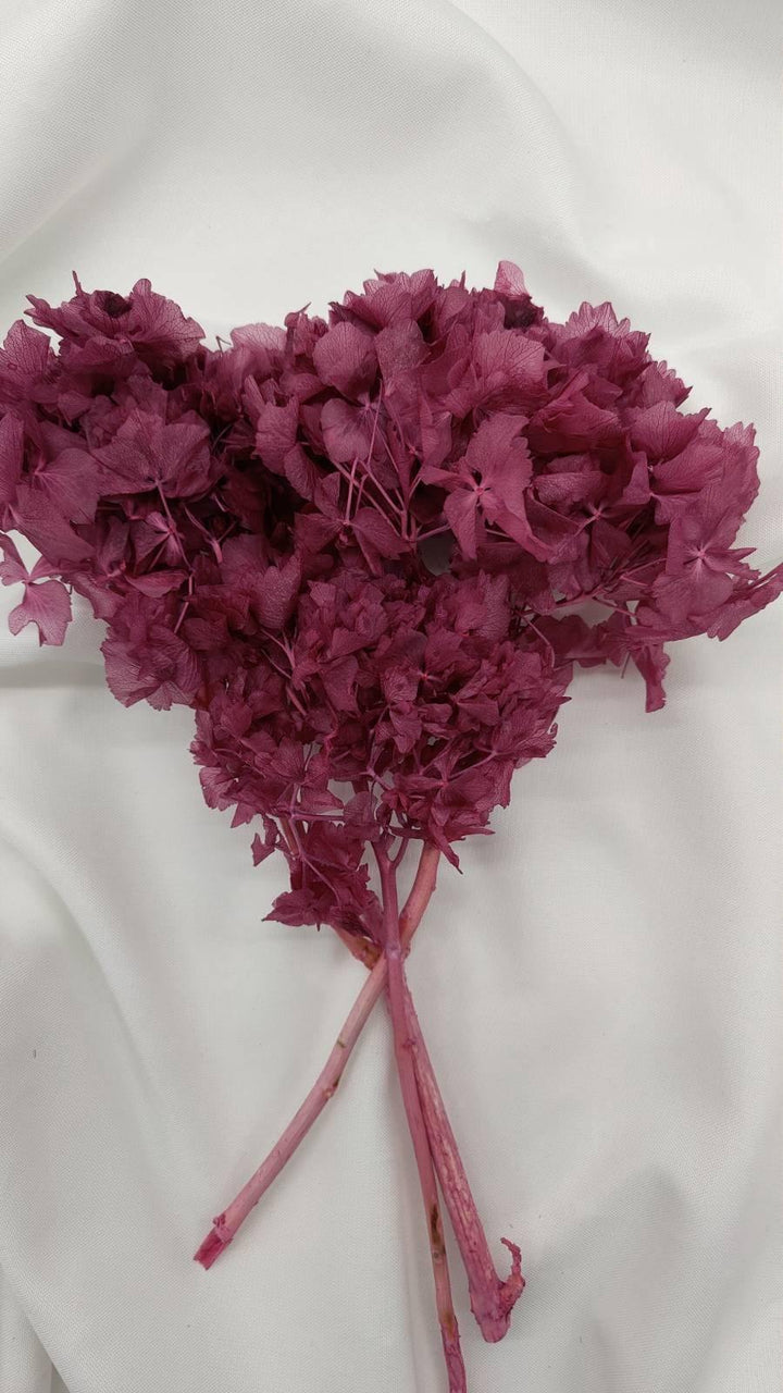 Hortensie Trockenblumen | beere (1 Bund) - www.Flower-Passion.com