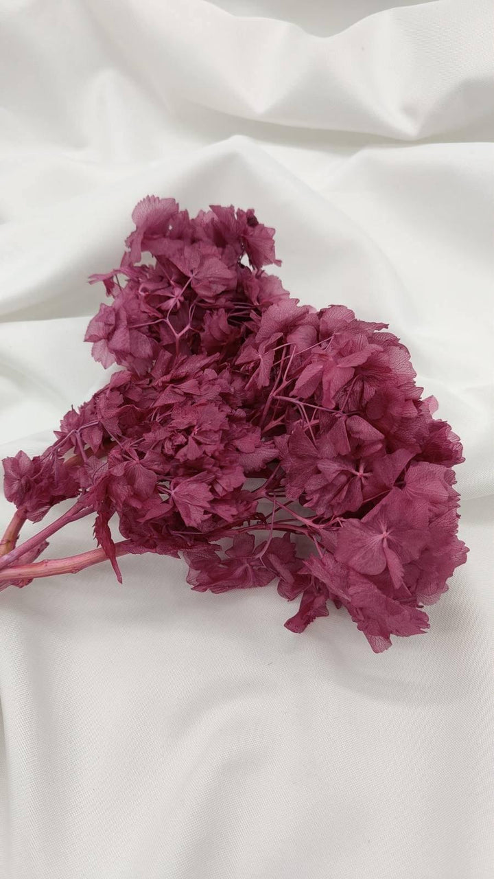 Hortensie Trockenblumen | beere (1 Bund) - www.Flower-Passion.com