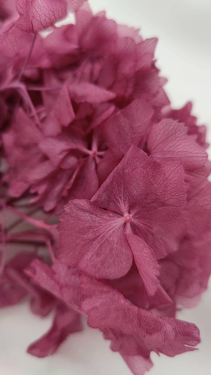 Hortensie Trockenblumen | beere (1 Bund) - www.Flower-Passion.com