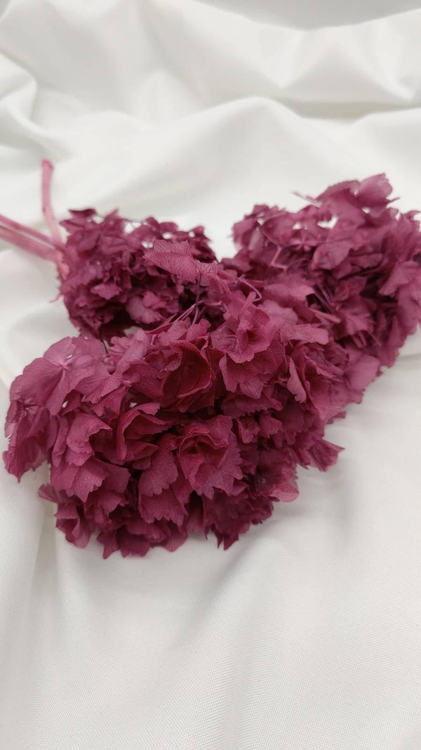 Hortensie Trockenblumen | beere (1 Bund) - www.Flower-Passion.com