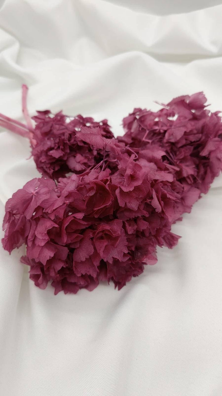 Hortensie Trockenblumen | beere (1 Bund) - www.Flower-Passion.com